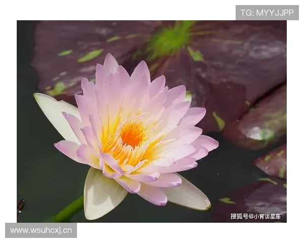 开运网站为你提供专业运势分析，让你轻松应对生活中的各种挑战